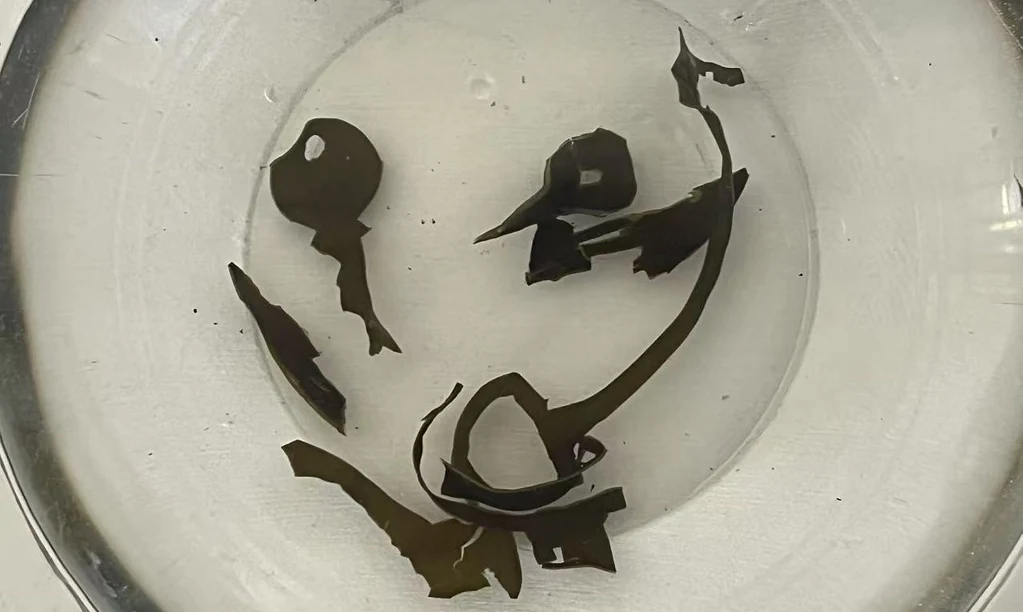 Drifting Dwelling kelp detail one